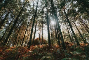 Critique du livre "Des forêts en bataille"