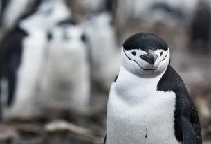 Un avis sur Linux Mint Debian Edition (LMDE)