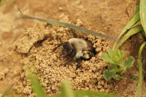 Effondrement du vivant, une menace pour l'homme ?
