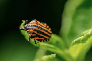 Éloge du bug