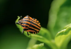 Éloge du bug