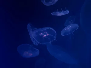 L'essentiel est invisible pour les yeux