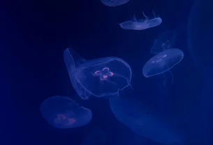 L'essentiel est invisible pour les yeux