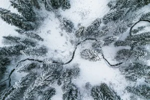 Les forêts françaises sont-elles en danger ?