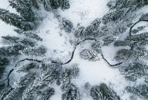 Les forêts françaises sont-elles en danger ?
