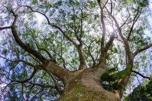 Les arbres savent des choses que nous oublions