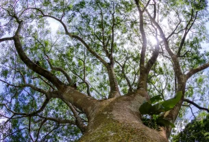 Les arbres savent des choses que nous oublions
